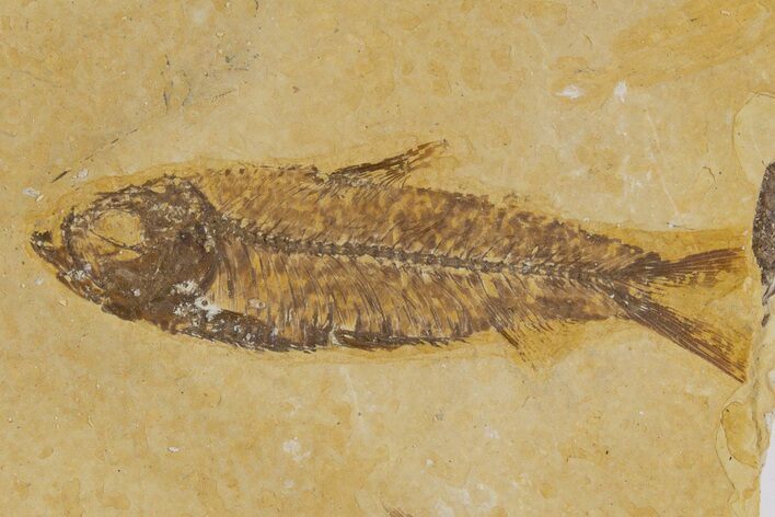 Detailed Fossil Fish (Knightia) - Wyoming #318617